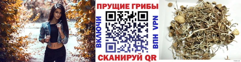дарнет шоп  Приморско-Ахтарск  Псилоцибиновые грибы MAGIC MUSHROOMS 